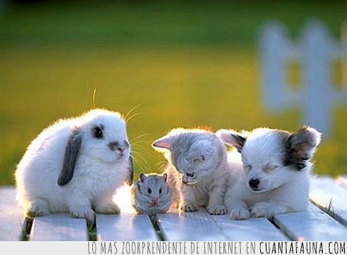 gato,hamster,amistad,blanco,bonito,perro