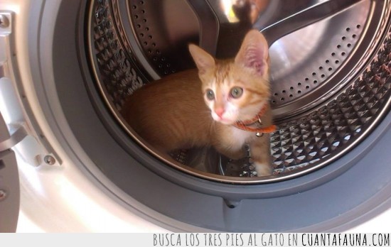 gato,lavadora,bombo,metido,tareas domesticas