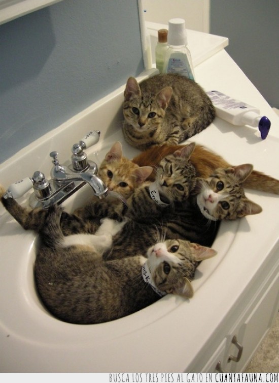 lavamanos,gatos,pica,lavabo