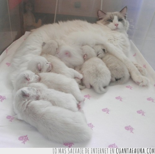 familia numerosa,gato,camada,madre,muchos,hijos