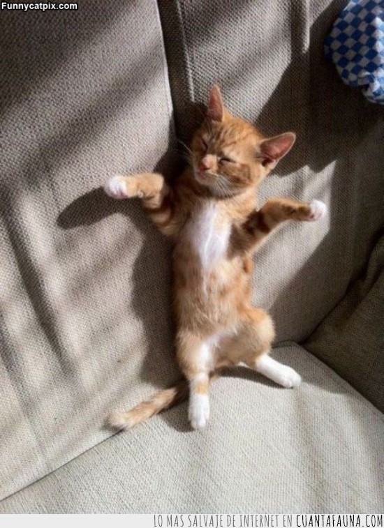 gato,sofá,descansar,relajarse