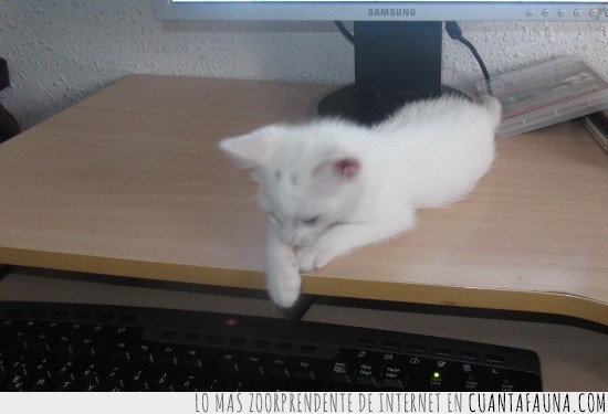 teclado,gata,blanca,2 meses,ordenador,escritorio,pequeña,maya