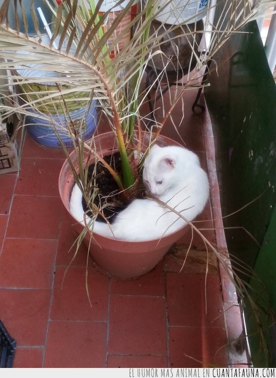 maceta,gato planta,dormir,gato,blanco