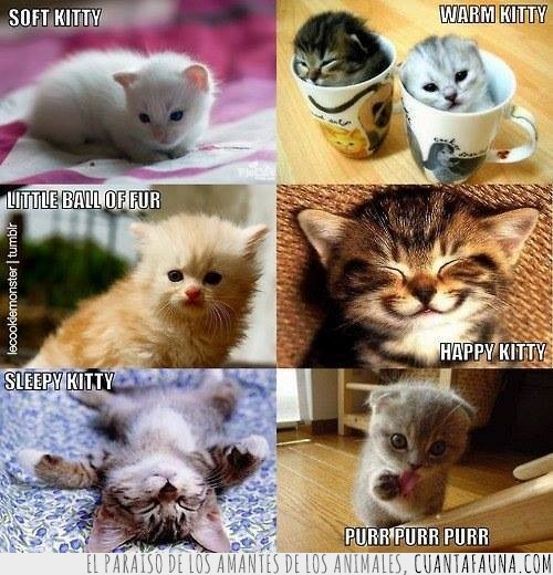 soft kitty,the big bang theory,gatos,gatitos,cancion,sheldon cooper