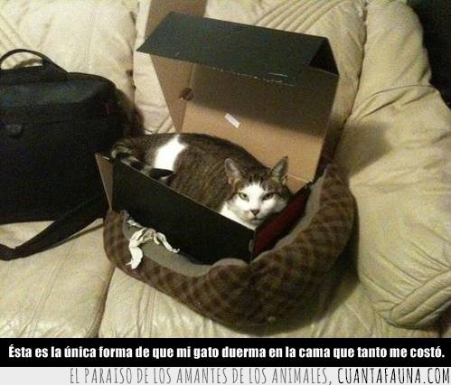 Gato,camaception,caja de carton,caja de zapatos,comprar