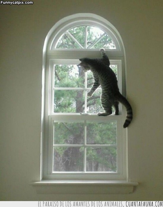 gato,abrir,ventana,escapar,humanos