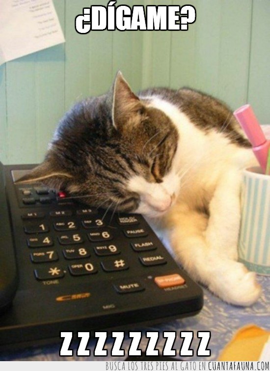 gato,teléfono,dormir,aburrido,cansado,encima