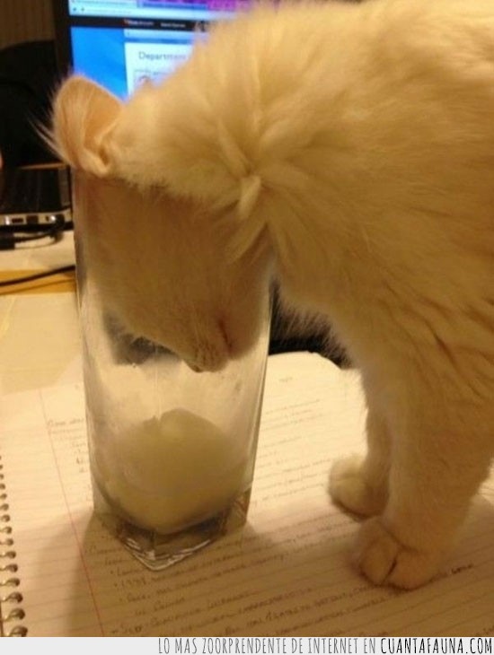 gato,vaso,llegar,beber,leche,agua