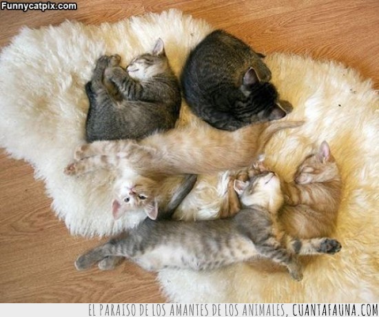 gato,muchos,monísimo,alfombra,peludos
