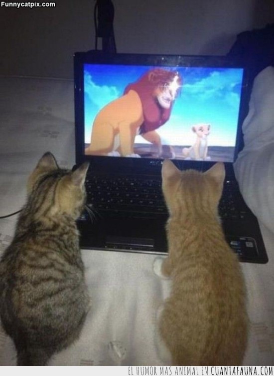 gato,gatos,hermanos,vídeo,el rey León,Simba