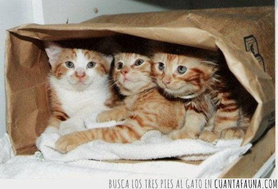 bolsa,3 gatos,compra,encontrar