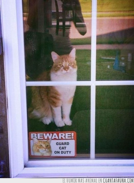 gato guardia de servicio,letrero,cartel,serio,gato,cuidado,beware
