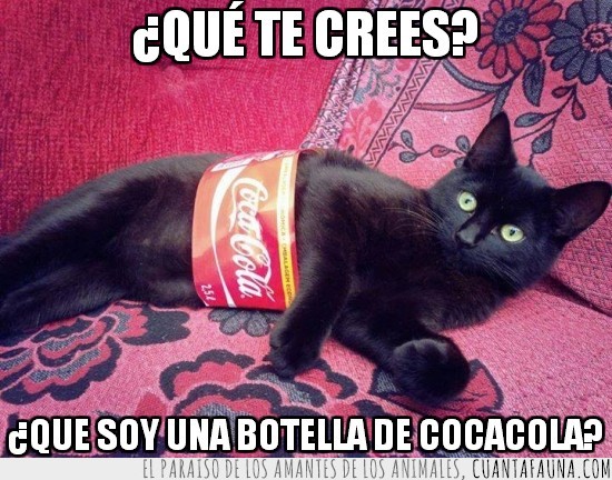botella,coca-cola,etiqueta,gato negro,cocacola