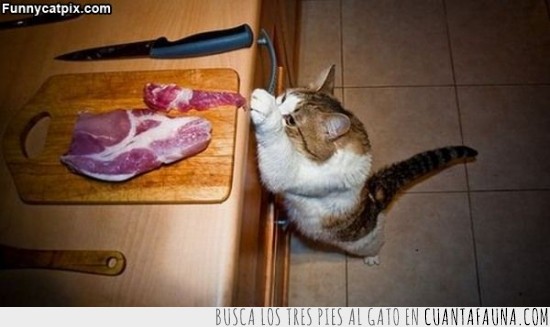 gato,carne,comer,gordo,cuchillo
