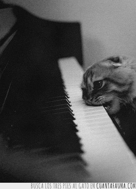 morder,piano,gato,teclas,musica
