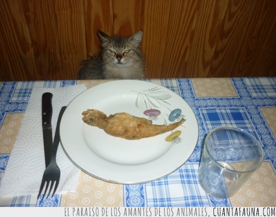 gato,bichiño,comida,cena,pescado