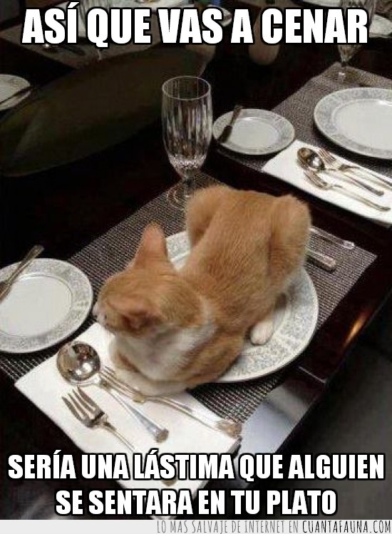 Sentados,Cena,Gatos,plato,comida