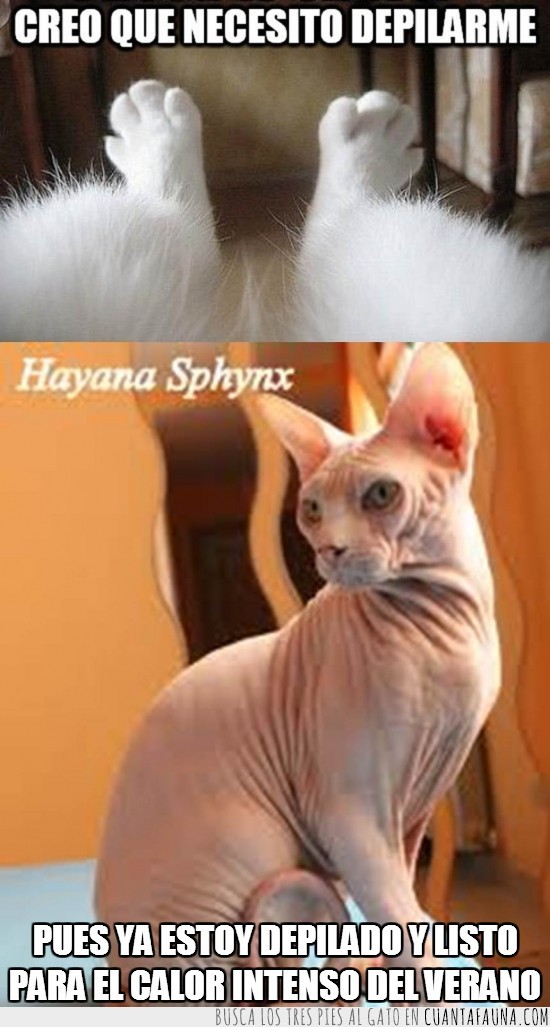 gato,sin pelo,calor,verano,pelo,depiladoesfinge,sphynx