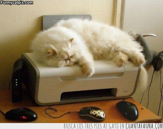 gato,impresora,calor,frío
