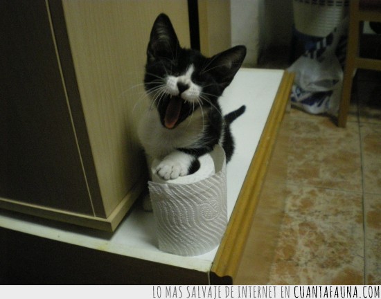 papel higienico,papel de water,boca,gato,risa,robar
