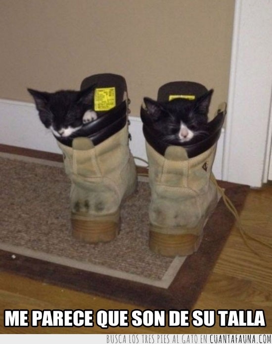 gatos,botas,uno en cada una,monadaaaas