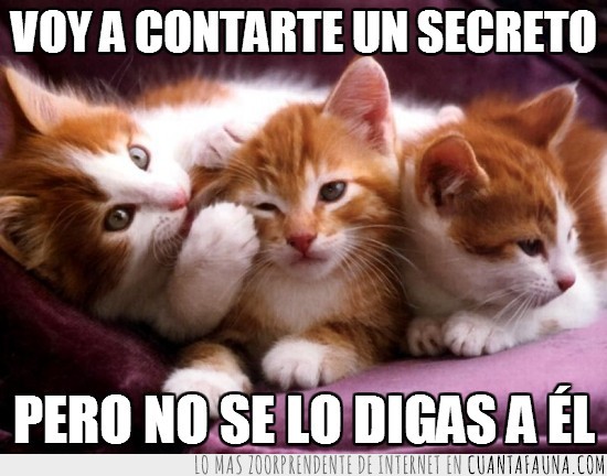 oreja,contar,secreto,gatitos