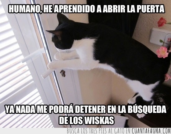 gato,abrir,puerta,whiskas