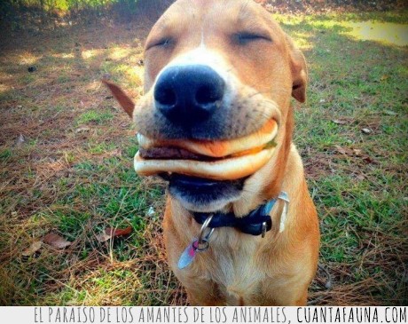 tierno,simplicidad,sonrisa,feliz,hamburguesa,Perro