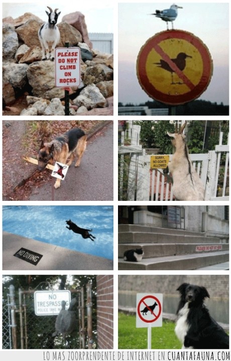 animales rebeldes,perro,cartel,señar,nadar,gato,tortuga,malotes