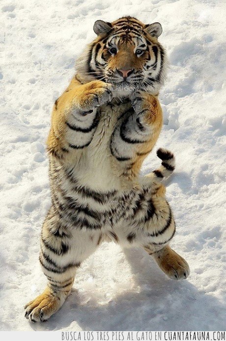 parada,pelea,tigre