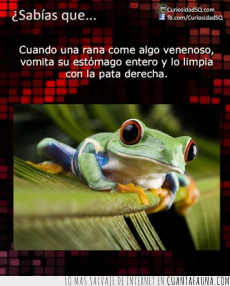 16924 - ESTÓMAGO DE RANA - Este es quita y pon