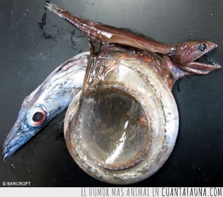 17229 - ENGULLIDOR NEGRO - El pez que es capaz de comer peces 10 veces más grandes y 2 veces más largos