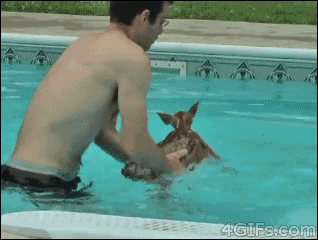 piscina,calor,ciervito,bambi,ciervo