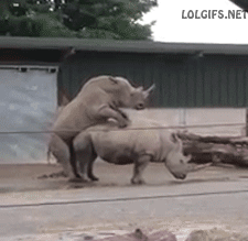 rinoceronte,resbalón,caida,resbalar,coito,copular,caer