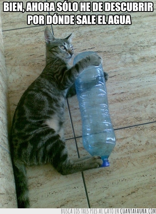 agua,botella,gato,jugar,descubrir,salir,plastico