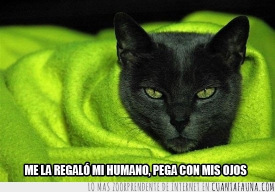 gato,manta,ojos,verdes,negro