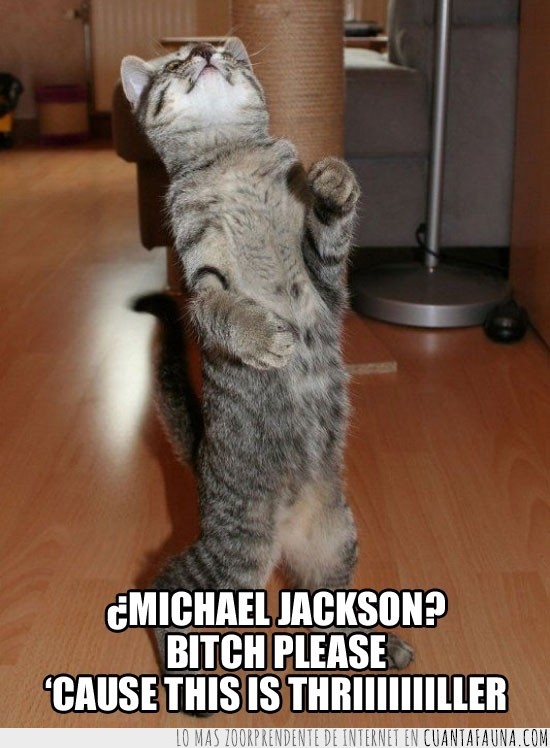 trhiller,legendario,Michael Jackson,gato,baile,bailar