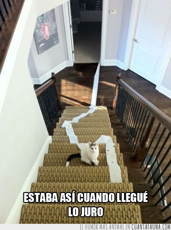 gato,cachorro,papel,escaleras