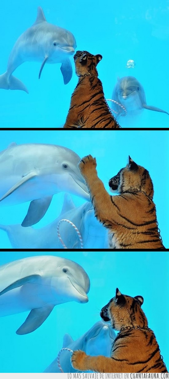 tigre,delfín,comer,cristal,gracioso,felino
