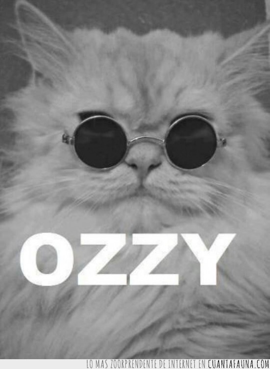 Ozzy,gato,imitador,disfraz,gafas de sol