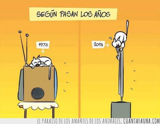 televisor,televisión,Gato,Tv,1973-2013,tiempo,cambiar,pobrecito