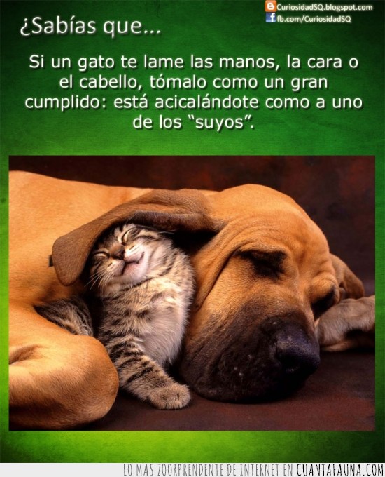 Cuando Tu Gato Te Lame