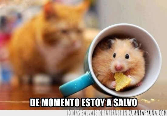 hamster,Gato,Ratón,Esconder,Taza,Buscar