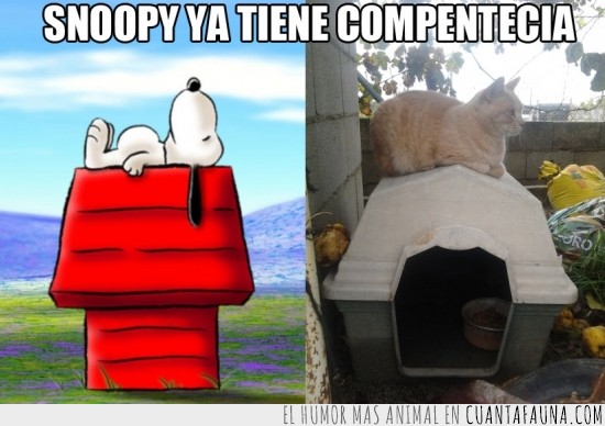 Snoopy,gato,competencia,caseta,encima,ponerse