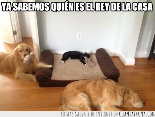 cama,perros,rey,gato,tumbado
