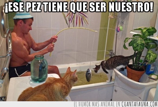 pez,gatos,pesca,bañera,pescador