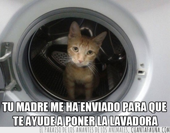 gato,lavadora,lavar,madre,ayudar,poner