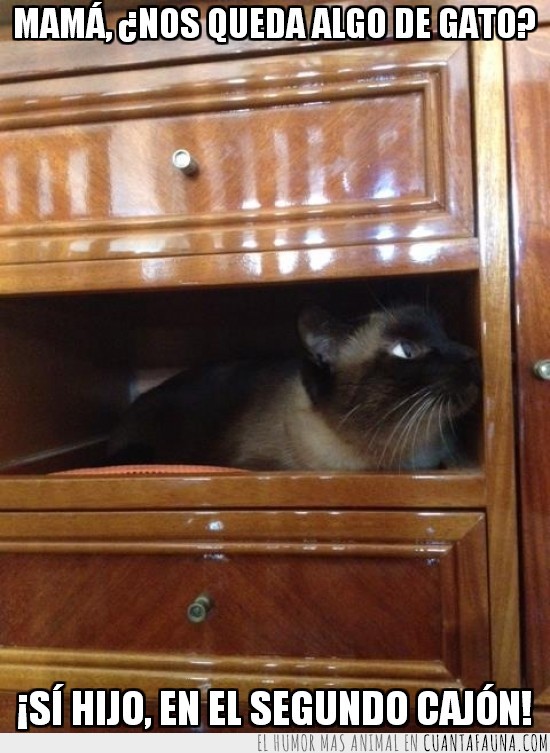 gato,caja,acostado,cajon,escondido