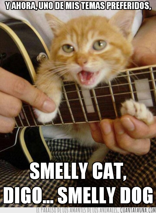 tocar,cantar,friends,smelly dog,canción,smelly cat,phoebe,guitarra,gato
