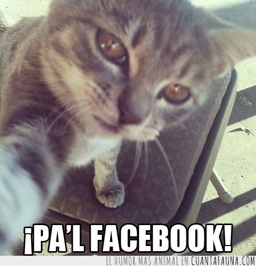 Gato,silla,foto,Facebook,perfil